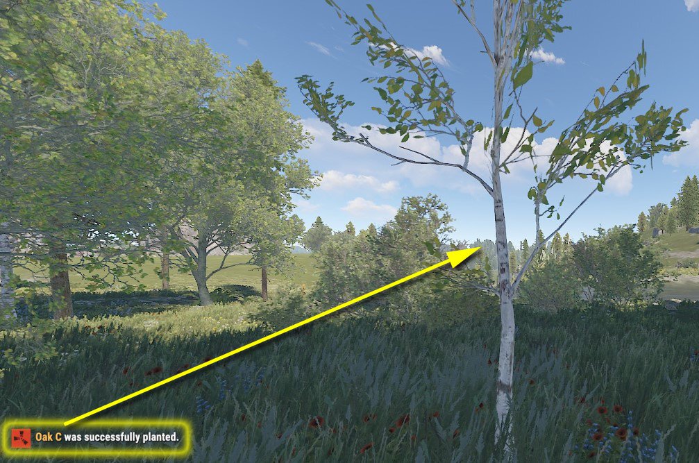 birch instead of an oak
